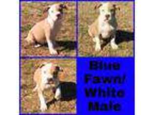 Mutt Puppy for sale in Omaha, TX, USA