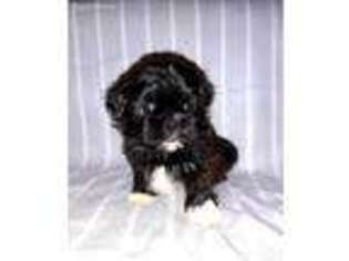 Mutt Puppy for sale in Macks Creek, MO, USA