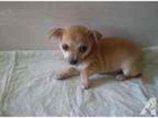 Chihuahua Puppy for sale in MILWAUKEE, WI, USA