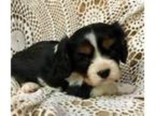 Cavalier King Charles Spaniel Puppy for sale in Mabel, MN, USA