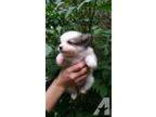Pomeranian Puppy for sale in FITCHBURG, MA, USA