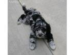 Cavachon Puppy for sale in Minneapolis, MN, USA