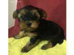 Yorkshire Terrier Puppy for sale in Wrightsville, GA, USA