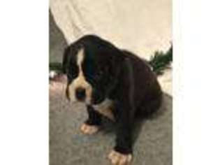 Boxer Puppy for sale in Swanton, OH, USA