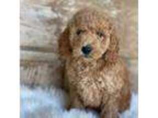Goldendoodle Puppy for sale in Shreve, OH, USA
