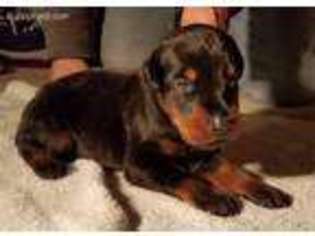 Doberman Pinscher Puppy for sale in Osawatomie, KS, USA
