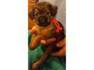 Brussels Griffon Puppy for sale in Haysville, KS, USA