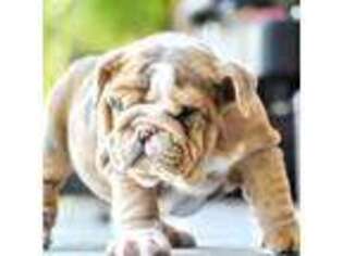 Bulldog Puppy for sale in Elkland, MO, USA