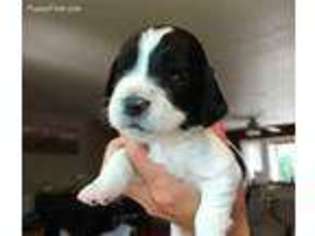 English Springer Spaniel Puppy for sale in Windsor, CO, USA