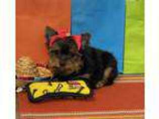 Yorkshire Terrier Puppy for sale in Palm Springs, CA, USA