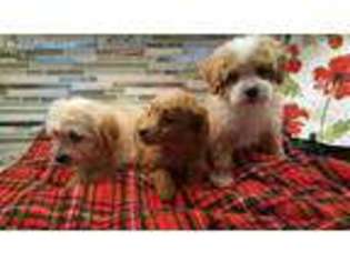 Cavapoo Puppy for sale in Jersey City, NJ, USA
