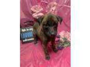 Belgian Malinois Puppy for sale in Baltimore, MD, USA