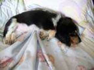 Dachshund Puppy for sale in Blachly, OR, USA