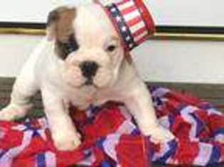 Bulldog Puppy for sale in KNIGHTDALE, NC, USA