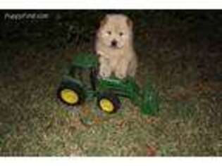 Chow Chow Puppy for sale in Paris, TX, USA