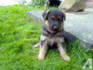German Shepherd Dog Puppy for sale in VOLANT, PA, USA