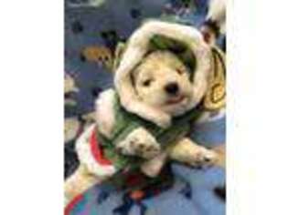 Bichon Frise Puppy for sale in Eagle Mountain, UT, USA
