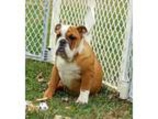 Bulldog Puppy for sale in Thayer, IA, USA