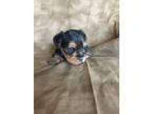 Yorkshire Terrier Puppy for sale in Hereford, AZ, USA
