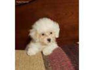 Shih-Poo Puppy for sale in Brownsboro, TX, USA