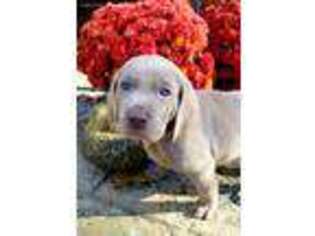 Weimaraner Puppy for sale in Hedgesville, WV, USA