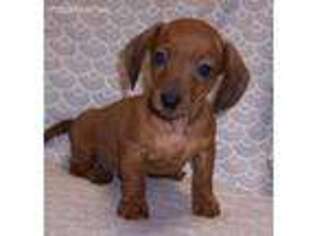 Dachshund Puppy for sale in Lamar, MO, USA