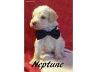 Labradoodle Puppy for sale in New Oxford, PA, USA