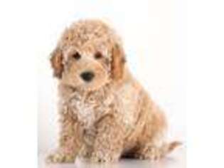 Goldendoodle Puppy for sale in Crystal, MI, USA