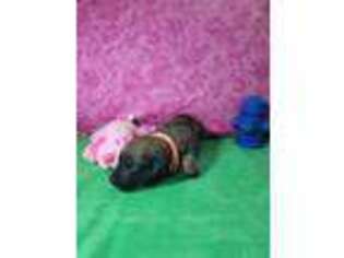 Rhodesian Ridgeback Puppy for sale in Apopka, FL, USA