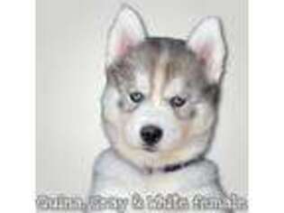 Siberian Husky Puppy for sale in Madera, CA, USA
