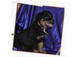Rottweiler Puppy for sale in LITTLE ROCK, AR, USA