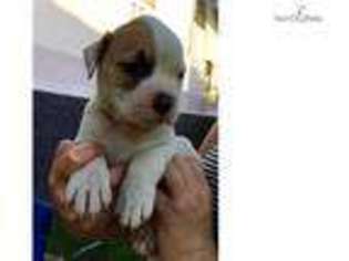 American Bulldog Puppy for sale in New Orleans, LA, USA