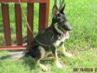 German Shepherd Dog Puppy for sale in Poolville, TX, USA