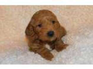 Goldendoodle Puppy for sale in Siloam Springs, AR, USA