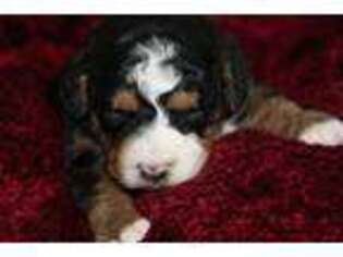 Mutt Puppy for sale in Stanley, WI, USA