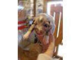 Australian Shepherd Puppy for sale in Reidsville, NC, USA