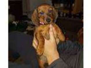Dachshund Puppy for sale in Wildomar, CA, USA