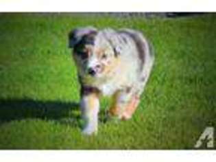 Miniature Australian Shepherd Puppy for sale in SEATTLE, WA, USA