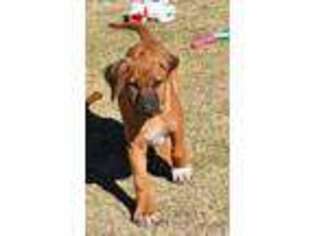 Rhodesian Ridgeback Puppy for sale in Runge, TX, USA