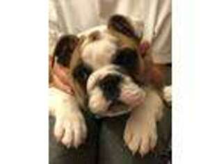 Bulldog Puppy for sale in Schaumburg, IL, USA