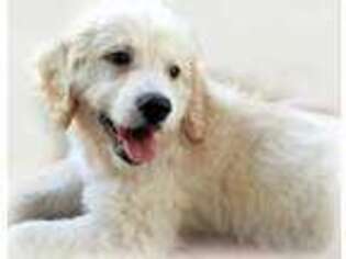 Goldendoodle Puppy for sale in Sumterville, FL, USA