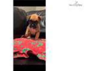 Boxer Puppy for sale in Fort Lauderdale, FL, USA