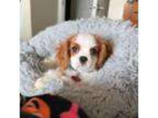 Cavalier King Charles Spaniel Puppy for sale in Lawrenceburg, IN, USA