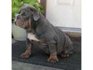 Bulldog Puppy for sale in Hilmar, CA, USA