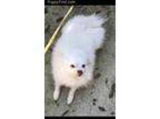 Pomeranian Puppy for sale in Woodland, CA, USA