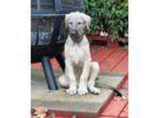 Irish Wolfhound Puppy for sale in Salem, OR, USA
