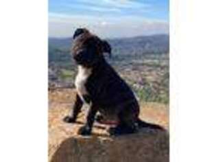 Staffordshire Bull Terrier Puppy for sale in San Diego, CA, USA