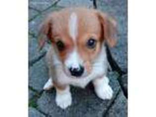 Pembroke Welsh Corgi Puppy for sale in Wheeling, IL, USA