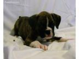 Boxer Puppy for sale in Caldwell, OH, USA
