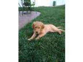 Goldendoodle Puppy for sale in Papillion, NE, USA